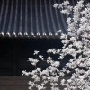 三夏 - 芳华旧
