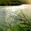 冯奔 - 随波逐流