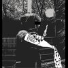 Tecu、Laurids - weg bist (feat. Laurids)