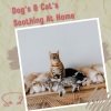 Binaural Beats System、Sleep Meditation、Music For Your Dog - Relight My Fire