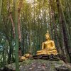 Buddha's Flute - Tranquil Forest