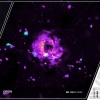 Mestie、WERECORDS - Orion