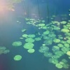 周烁人 - 阔水浮萍