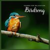 Ambient Sounds from I’m In Records - Sounds for Relaxation: Birdsong, Pt. 01
