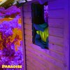 Bossa Curve - Paradise
