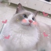 小枫同学 - 追风