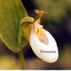 james marsden - Precancel