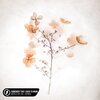 Michelle Ray、Lost.、Wally De Backer、Pop Mage - Somebody That I Used To Know
