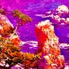 Nepo - NEW INDIGO!!! (Explicit)