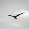 FLUID - Bird's Eye View