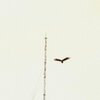 limedisx.、Tydo、Alexander Evgenievich - Airline