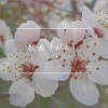 王一井 - 花儿在我身旁
