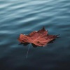 恭喜你发财 - Relaxing Nature Ambience - The Sound of Birds