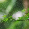 团长 - 《壁炉》（火苗、小猫、弦乐器）舒压、静心、助眠、治愈｜好听音乐