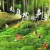 我是语汐呀 - 治愈系催眠白噪音-下雨的声音