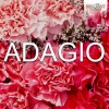 Consort of London、Robert Hayden Clark - Adagio in G Minor