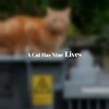 The Brazos Valley Boys - A Cat Has Nine Lives