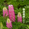 三番 - 鲁冰花开 (宿雨涵)