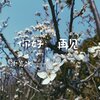 沈菁冰 - 白山茶