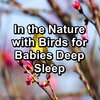 Nature and Rain、Nature Sounds Nature Music、Nature Sounds for Sleep and Relaxation - Rest Bird Sounds ASMR Instant Relaxing To Loop for 8 Hours