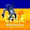 Cale - Siberian Iris (A Song for Ukraine)