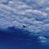 burbank - bluebird