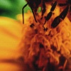burbank - bumblebee