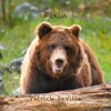 Patrick DeVille - Fixin