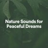 Essential Nature Sounds - Nature Sounds for Peaceful Dreams, Pt. 1
