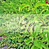 클래식향기 - Blumenlied Op.39)