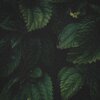 Paul - Follow Your Dreams