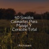 Meditação Yoga、Musica Para Meditar、Musica Para Dormir y Sonidos de la Naturaleza - Paz Natural