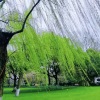 古茗川 - 我站在山坡上优哉游哉向下望 (女声热曲)
