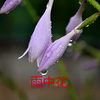玉梅君、若瑜 - 雨中花