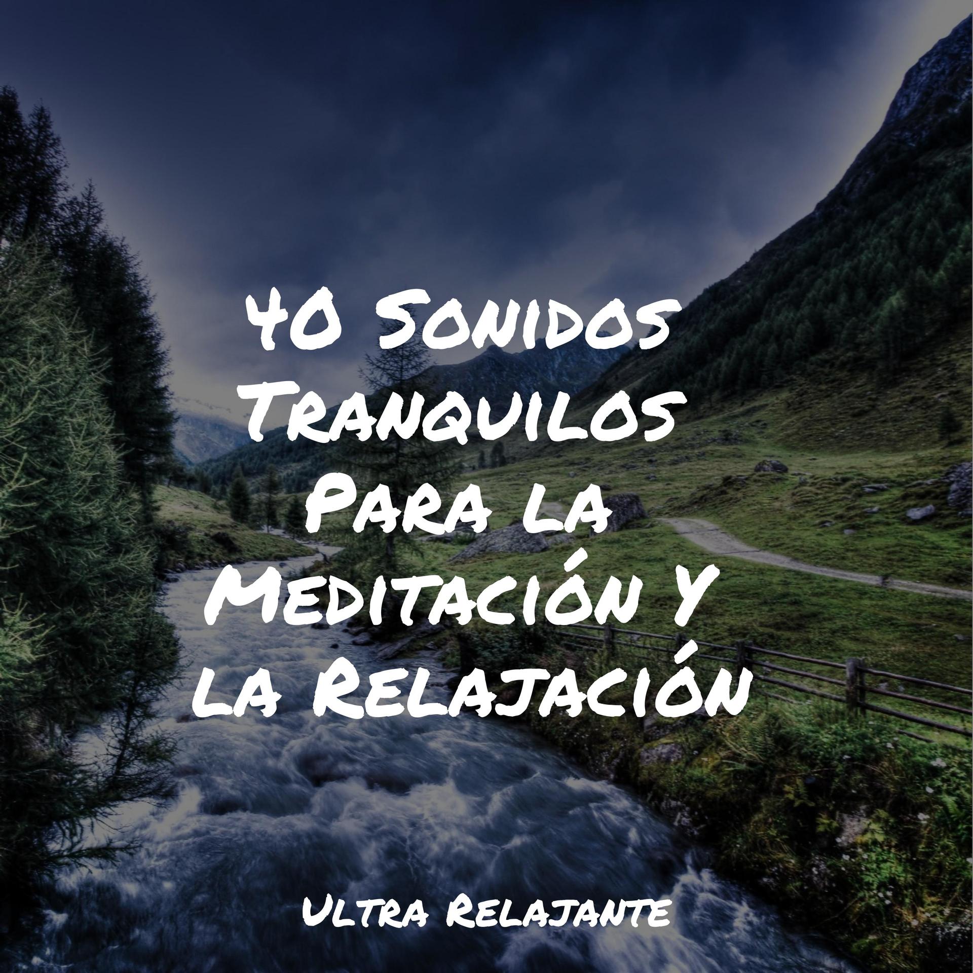Zona Música Relaxante、Sueño Lucido、Musica para Meditar Especialistas - Un Bosque Tranquilo