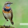 森林里的鸟、自然声带、森林的声音 - 鳥的旋律