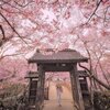 ntt_ - Sakura