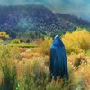 David Douglas - California Poppy