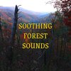 Peaceful Nature Music、Echoes Of Nature、Pink Noise Therapy - Soothing Forest Sounds with Pink Noise, Loopable