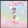 NanNan-- - 樱花草