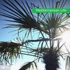 Carsten Rocker - Dance Portuguese