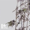 CiciYan - 痒