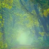 鹿屿 - 好听-大自然【催眠】（火苗、小猫、弦乐器）舒压、静心、助眠、治愈｜好听音乐