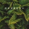 疗愈音律 - 飘香茶室 (纯音乐)