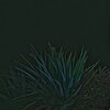 Hucci - Phoenix