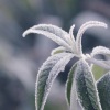 小雪雪 - 但求疼+橘子汽水