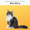 Música para dormir Gatos - Relajarse con Tranquilo Ruido de Tormenta Calma