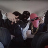 Swaks、Majka、Koro、DAWEED PLANET、radar - Siano (Explicit)