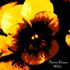 Sadiq - Flaming Blossom