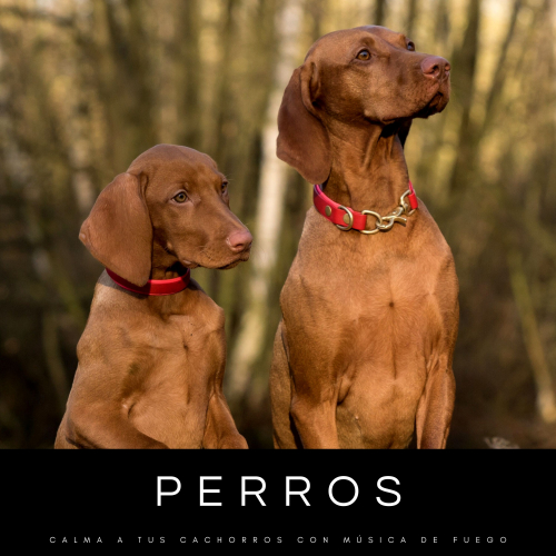 Música Relajante para Perros、Naturaleza FX、Músicas Relajantes - Llamas De Fuego Para Perros